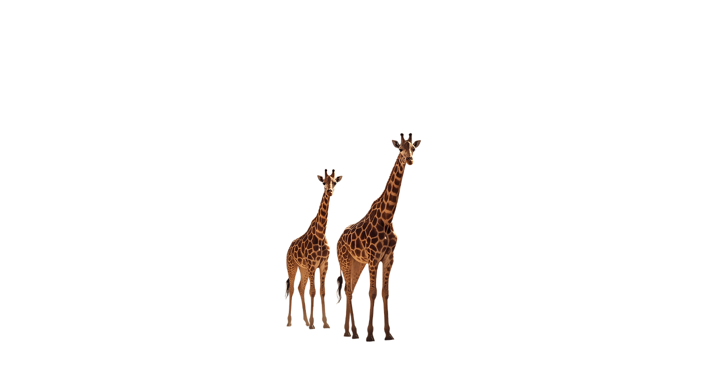Two giraffes