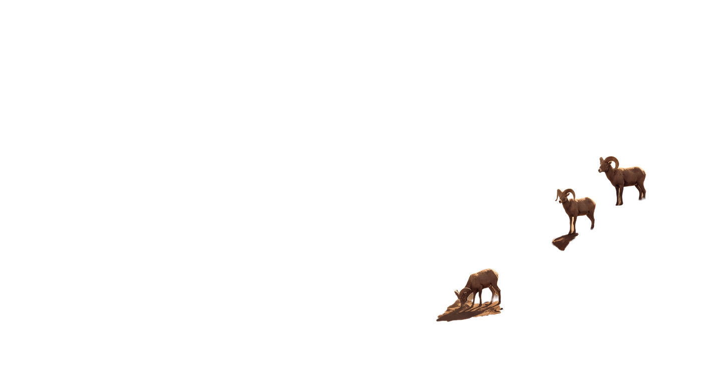 Bighorn sheep on a desert slope